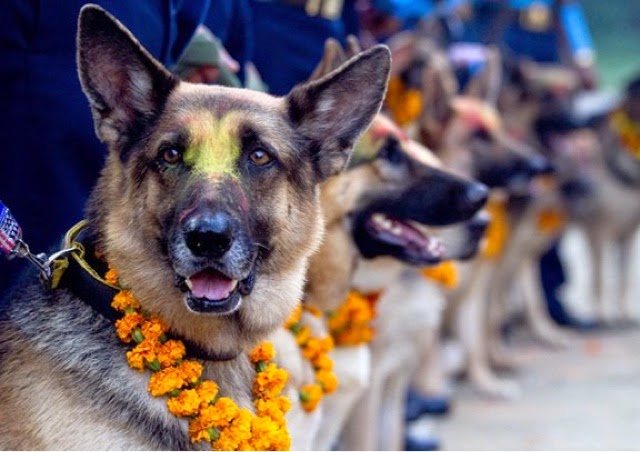 In Nepal ogni anno un giorno dedicato alla fedeltà dei cani; il Kukur Tihar