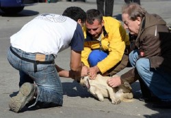 cani uccisi