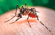 E' attenzione mondiale per il virus Zika; si diffonde attraverso il sesso