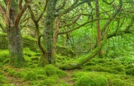 Aumenta il verde sulla Terra in seguito all'incremento del CO2