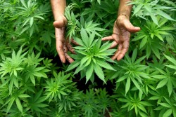 epa03462089 (FILE) A file photo dated 31 August 2010 shows a worker tending to cannabis plants at a growing facility for the Tikun Olam company near the northern Israeli town of Safed, Israel. Reports on 07 November 2012 state that Colorado and Washington became the first US states to legalize cannabis for recreational use, while medical marijuana initiatives were on the ballot in Massachusetts, Montana and Arkansas.  EPA/ABIR SULTAN ISRAEL OUT *** Local Caption *** 02310452