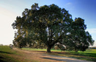 Alberi monumentali: pubblicato il primo censimento